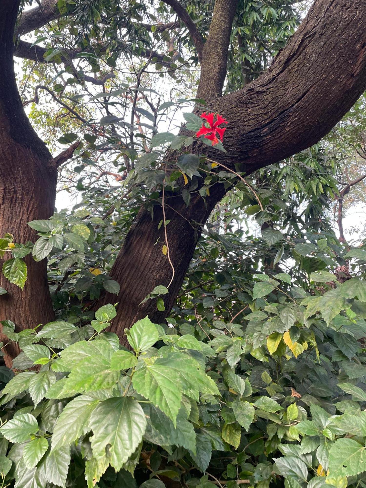 The Imperial Heritage II 2 Minutes From Station And Market II Deluxe Ac Rooms II Lonavala Luaran gambar